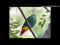 Download Lagu Suara pikat Burung walik kembang