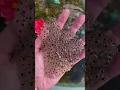 Download Lagu Frog Eggs Found in a swamp 🐸 #shorts