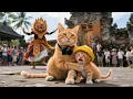 Download Lagu Mama Cat Makes Kitten Summer Vacation Special with a Trip to Indonesia 🏝️🐾🇮🇩