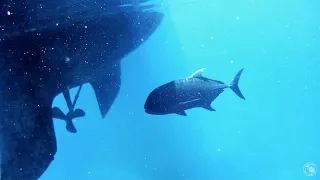 Meet Bazza the GT – Guardian of Bait Reef! (Sailing SV Sarean) EP. 19