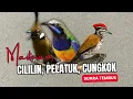 Download Lagu Masteran Tembak Cililin, Pelatuk, Cungkok | Masteran Roll Tembak Suara Tembus