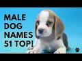Male Dog Names 51 BEST CUTE UNIQUE TOP Ideas Names