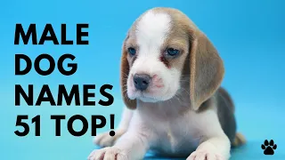 Male Dog Names 51 BEST CUTE UNIQUE TOP Ideas Names