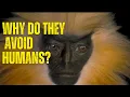 Why do Golden Langurs avoid humans