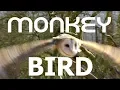 MONKEY BIRD