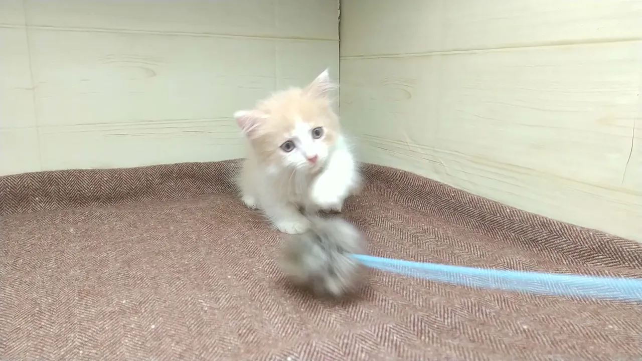 動画