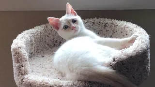 Introducing Lily - Our Rambunctious Flame Point Siamese Kitten