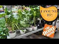 I finally found the one I ve been looking for Rare plant shopping at Home Depot
