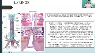 HISTOLOGÍA: SISTEMA RESPIRATORIO