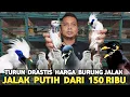 Download Lagu JALAK GACOR 150 RIBU OBRAL JALAK BALI, JALAK HONGKONG, JALAK PUTIH, CUKUP RATUSAN RIBU PB PRAMUKA