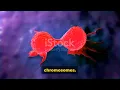 Phases of the Cell Cycle Part 2