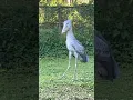 Download Lagu Suara bangau paruh sepatu yang ganas #shorts #shoebill