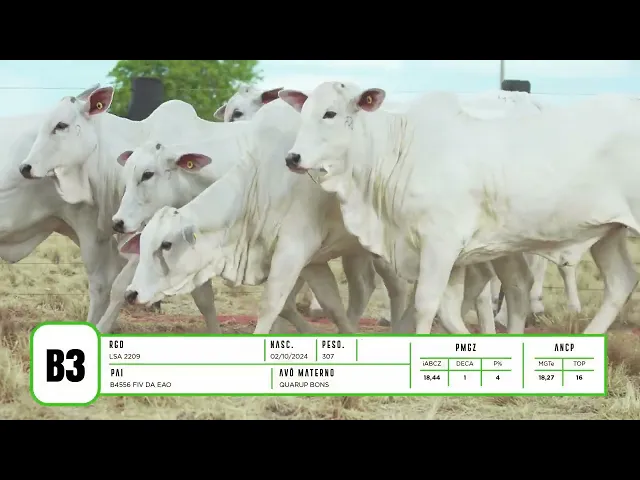 7 BEZERRAS NELORE P.O.