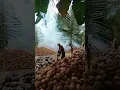 Download Lagu tuo biu biu 🐚 mengupas kelapa tua sambil dengerin lagu Bugis sangat sedih sekali 🐚