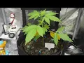 GUAVE AUTO Timelapse - 2 Months in 2 Minutes