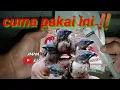 Download Lagu pakan buat meloloh anak burung emprit