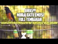 Download Lagu MURAI BATU GACOR ISIAN KENARI CILILIN CIGUN PRENJAK BETINA JANGKRIK KATEM GEREJA SOGON