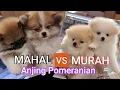 Download Lagu Beda Anak Anjing Pomeranian Mahal VS Murah