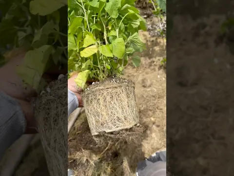 Así se ve un sistema de raíces saludable