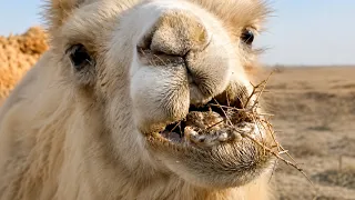اغرب7معجزات فى خلق الابل!هتخليك تعرف ليه ربنا امرنا بالنظر فى خلق الابل وهل فعلا مخلوقة من الشياطين؟