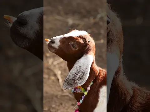 प्यारी बकरी | बूढी दादी की में बकरी | Bakri | Goat | #shorts #shortvideo #shortsfeed