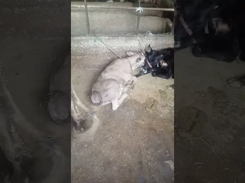 топ