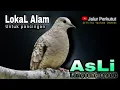 Download Lagu PERKUTUT LOKAL GACOR suara besar - PANCINGAN BUNYI (COCOK UNTUK SEMUA JENIS BURUNG PERKUTUT)
