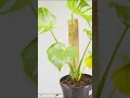 How To Setup A Monstera Thai Constellation For Success