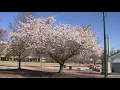 Fighting back against spring allergies