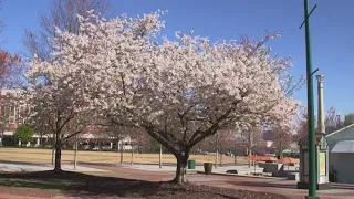 Fighting back against spring allergies