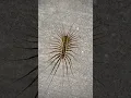Download Lagu House centipedes 😃☣️⚠️ #animals #centipedes #house #wildlife #food #vlog #nature  #life