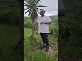 Download Lagu Inhlaba ilapha zonke izifo lalela