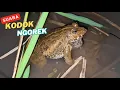 Download Lagu Suara Kodok Sawah || Kodok Ngorek
