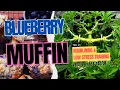 Humboldt Blueberry Muffin Grow - Mainlining Low Stress Training