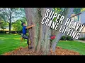 HUGE Maple Tree Removal
