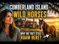 Why Do Wild Horses Still Roam This Forgotten Island Cumberland Island