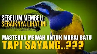 masteran mewah untuk murai batu sayang ada tapinya