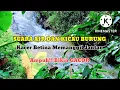 Download Lagu suara air dan suara burung Kacer betina - Ampuh memanggil jantan