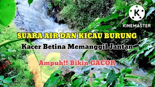 Download suara air dan suara burung Kacer betina - Ampuh memanggil jantan MP3