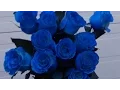 How to make blue roses