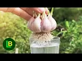 Download Lagu Trik agar bawang putih cepat berakar sebelum ditanam di tanah