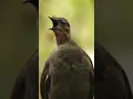 Download Lagu Burung Ini Bisa Meniru Suara Chainsaw! 🐦 Fakta Mengejutkan Lyrebird #faktahewan #faktaunik