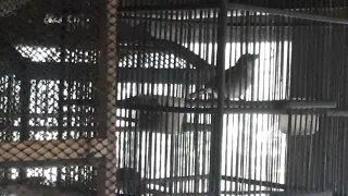 siulan merdu burung asi kumis