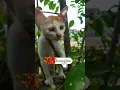 Download Lagu MUSIK UNTUK KUCING CEMAS #shorts #catvideos2022 #kucinglucu