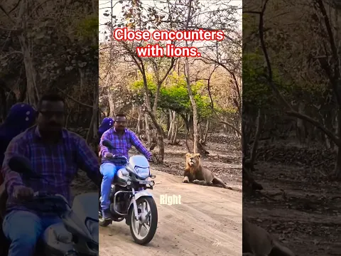 Close Encounters With Lions -Only In India!!! #lion #tiger #india