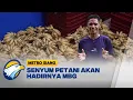 Lagu Rasa Syukur Petani dengan Adanya MBG, Penghasilan Naik 3 Kali Lipar