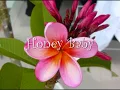 Honey Baby