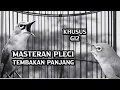 Download Lagu masteran pleci cocok untuk G12 nembak panjang rapat..