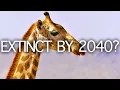Disappearing Giants: The Tragic Decline of Giraffes | Seed Documentary