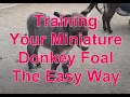 Training Your Miniature Donkey Foals The Easy Way